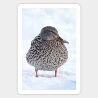 Duck in snow Sticker